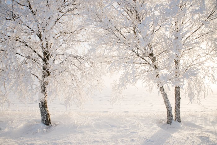 Hermosos árboles cubiertos de nieve en un paisaje invernal