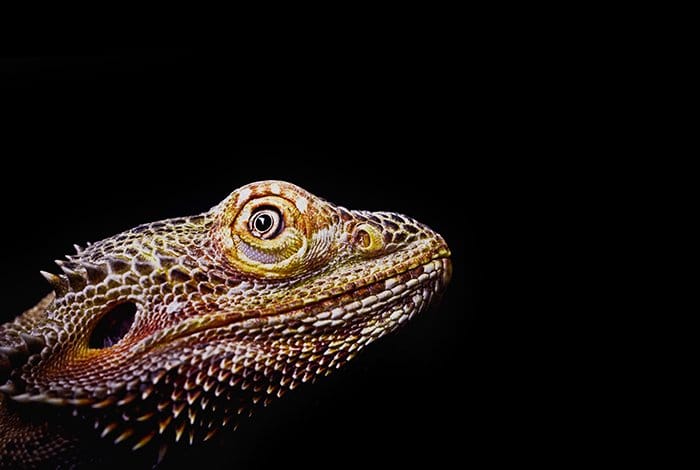 Primer plano de un lagarto desde el nivel de los ojos.