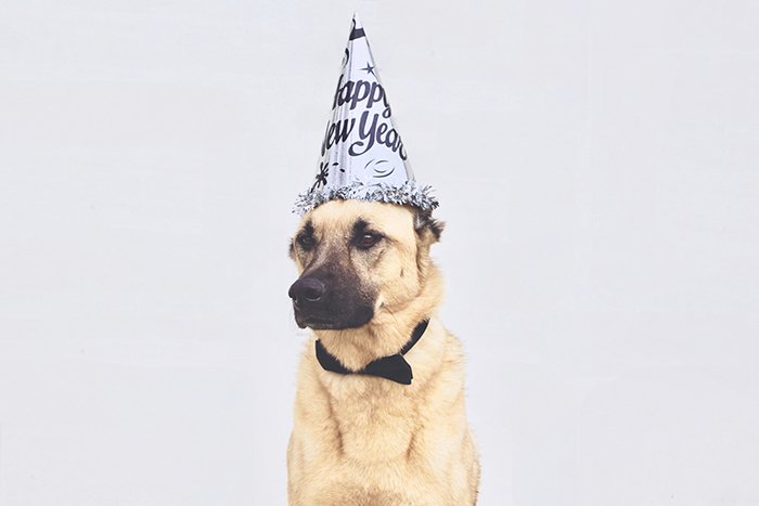 Perro con un sombrero de cumpleaños detrás de un fondo liso 