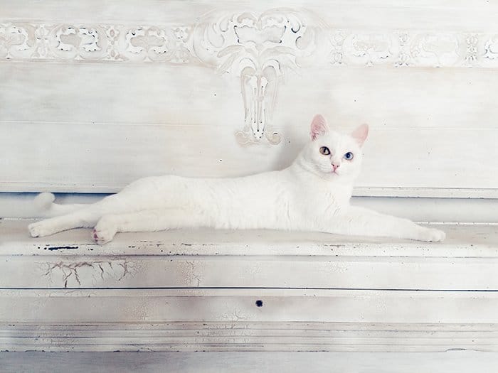 Impresionante retrato de mascota smartphone de un gato blanco descansando sobre un fondo blanco.
