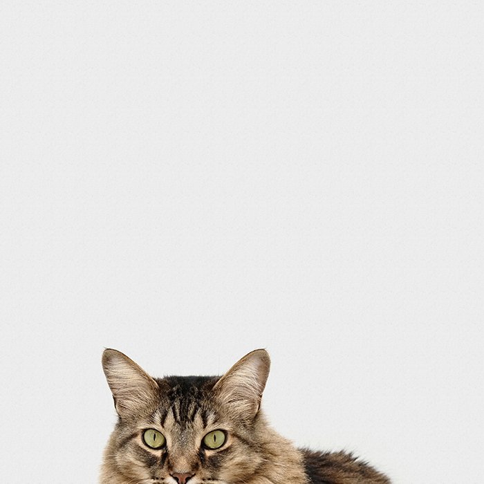 Una foto de mascota de smartphone de un gato atigrado contra el fondo blanco.