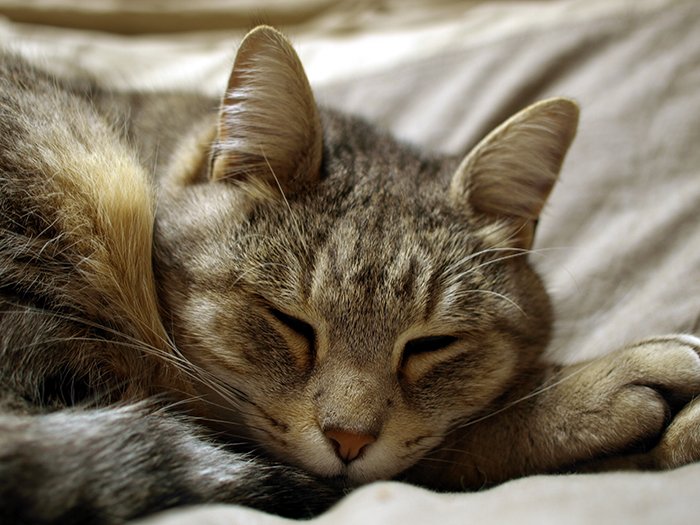 Un dulce retrato de mascota de un gato atigrado tomado con un teléfono inteligente