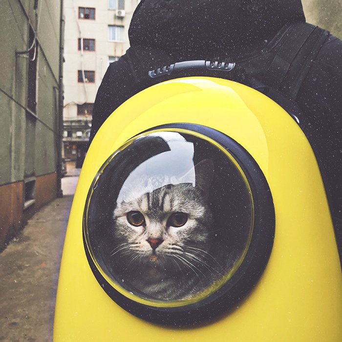 Divertido retrato de mascota de un lindo gato dentro de un traje espacial - consejos para la fotografía de mascotas en teléfonos inteligentes