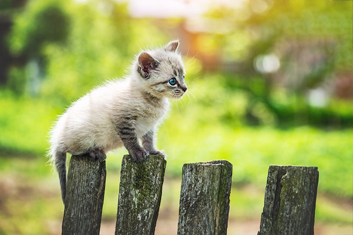 Imagen de un pequeño gatito gato con ojos azules en una valla de madera