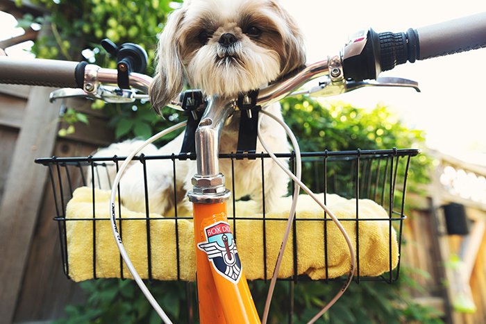 Retrato humorístico del animal doméstico del smartphone de un perro lindo que descansa en una cesta de la bicicleta 