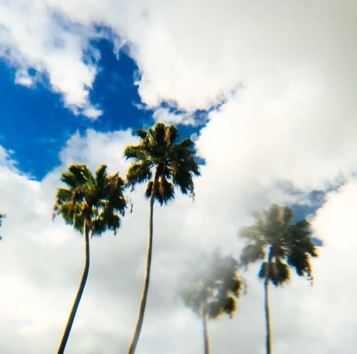 Una doble imagen de dos palmeras contra un cielo nublado creada a través de fotografía prismática