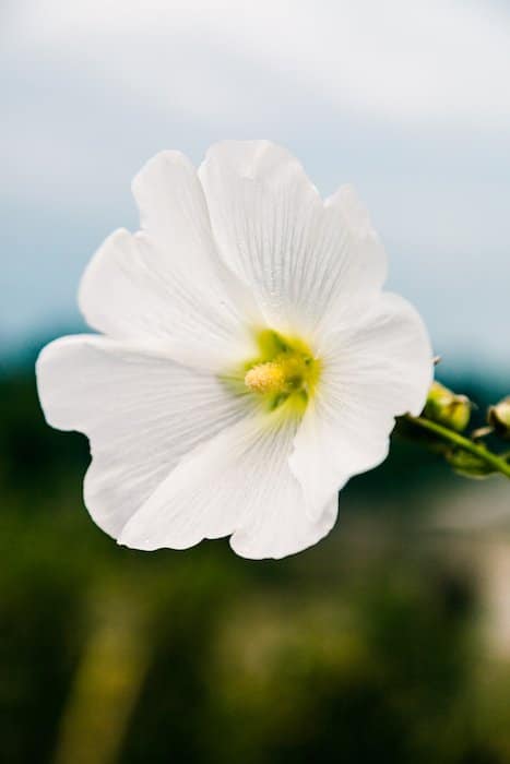 Un primer plano de una flor blanca con fondo suave - fotos de flores para teléfonos inteligentes 