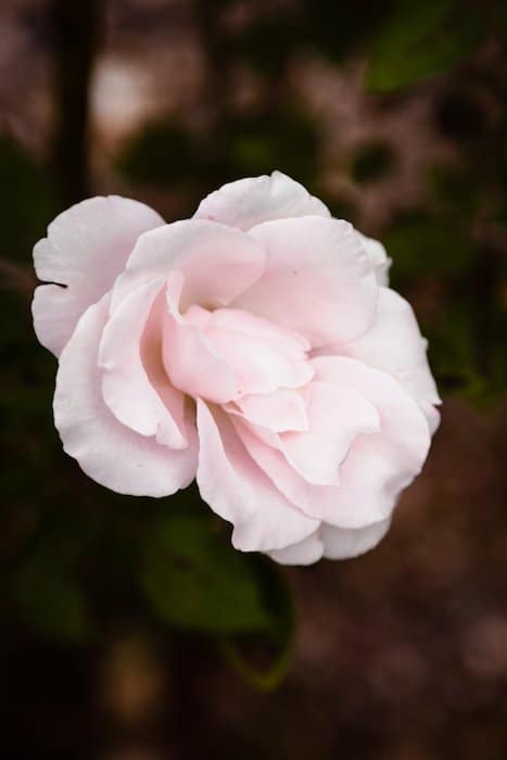 Un primer plano de una rosa suave con fondo suave - fotos de flores para teléfonos inteligentes 