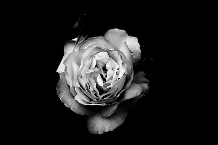 hermosa fotografía de flores en blanco y negro