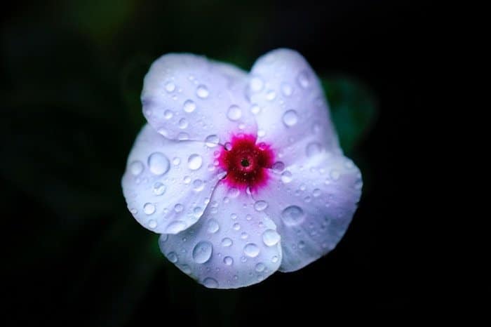 Un primer plano de una flor rosa suave cubierta con gotas de agua sobre un fondo oscuro - fotos de flores para teléfonos inteligentes 