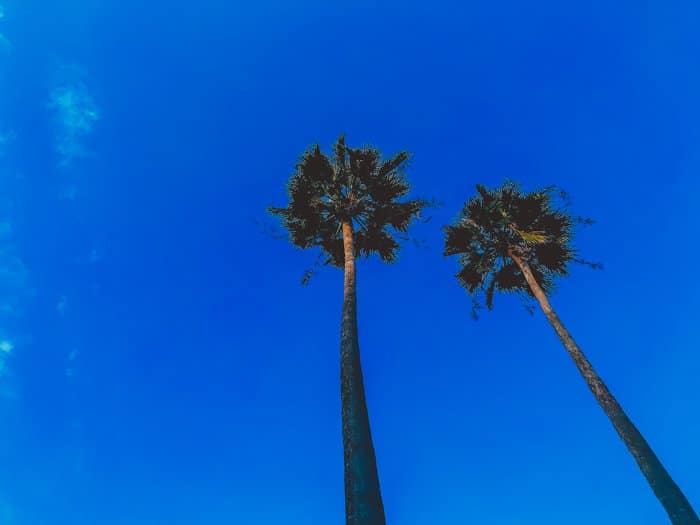 Foto de dos palmeras tomada desde un ángulo inferior