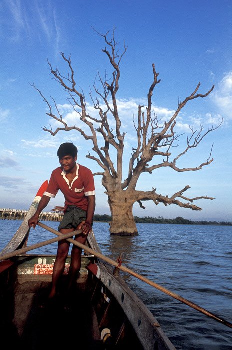 Un hombre remando en un bote de madera en un lago en el primer plano de un árbol