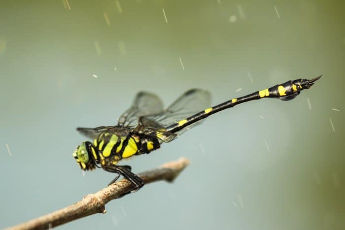 Una fotografía de lluvia macro foto de una libélula en una rama