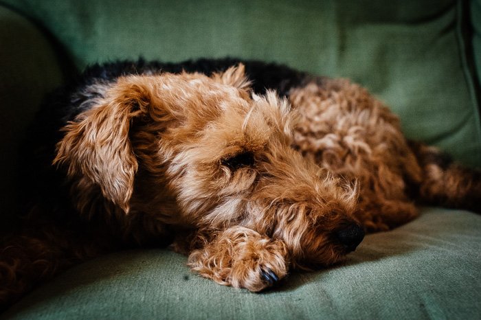Linda fotografía de mascotas de un perro marrón en un sofá con un enfoque superficial medio