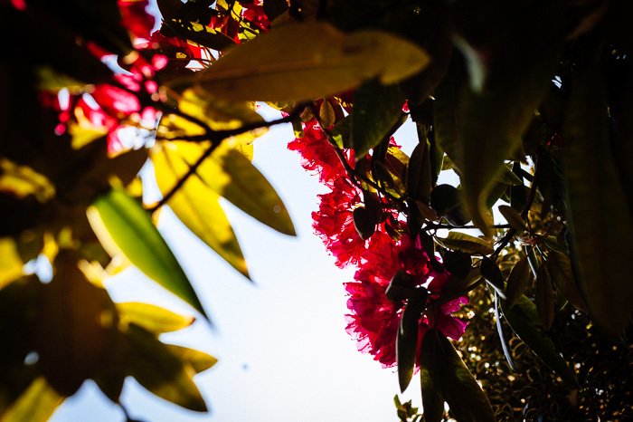 Un primer plano de las hojas de otoño y las flores de colores rodada con una lente de 50 mm
