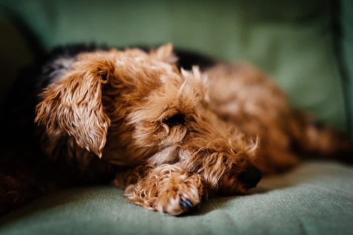 Fotografía de mascotas ute de un perro marrón en un sofá rodada con un enfoque superficial