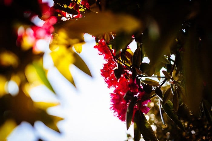 Coloridas hojas otoñales con efecto bokeh en primer plano, tomadas con una lente prime de 50 mm