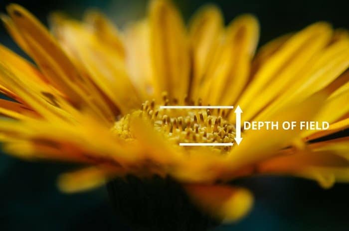 Una flor amarilla con flechas que señalan la profundidad de campo para fotografía macro