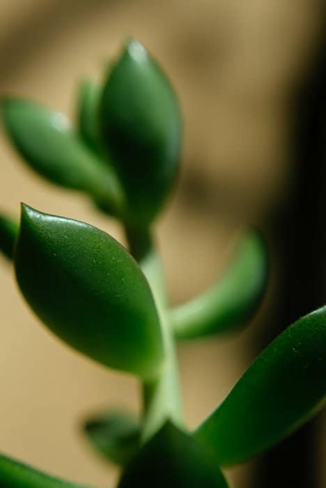Una foto macro de una planta verde con anillos de inversión