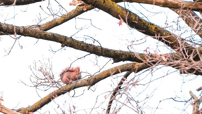 Foto natural de una ardilla roja en busca de alimento a principios de la primavera