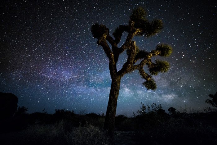 Toma de astrofotografía de fotograma completo de un árbol en el primer plano de un impresionante cielo nocturno lleno de comienzo.  Tomada con lente rokinon de 14 mm a 30 segundos - F / 2.8 - ISO 3200