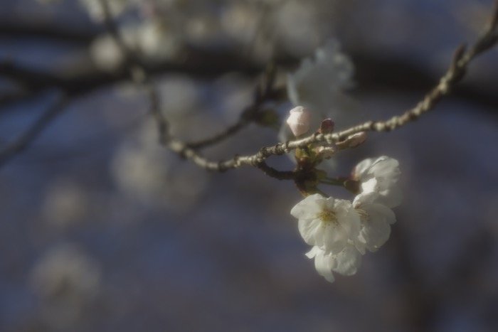 Imagen borrosa artística de los cerezos en flor en un árbol - fotografía de enfoque suave