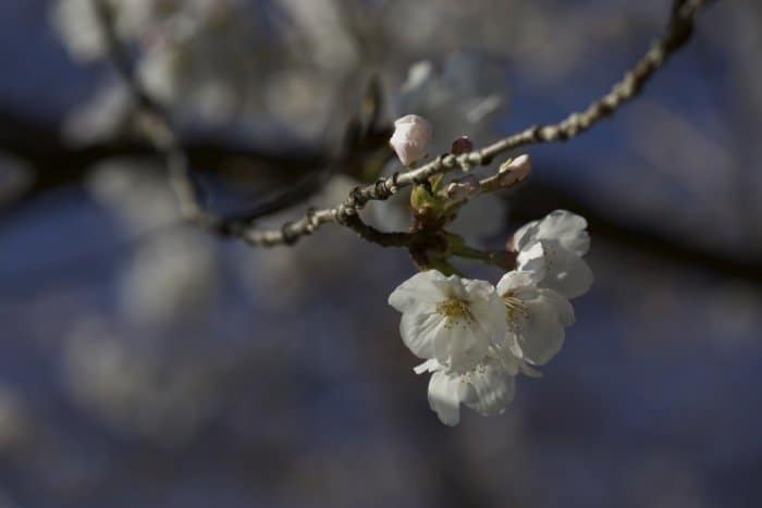 Una imagen nítida de los cerezos en flor en un árbol con fondo borroso - fotografía de enfoque suave
