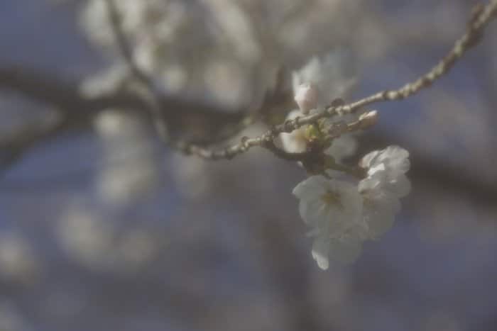 Imagen borrosa artística de los cerezos en flor en un árbol - fotografía de enfoque suave