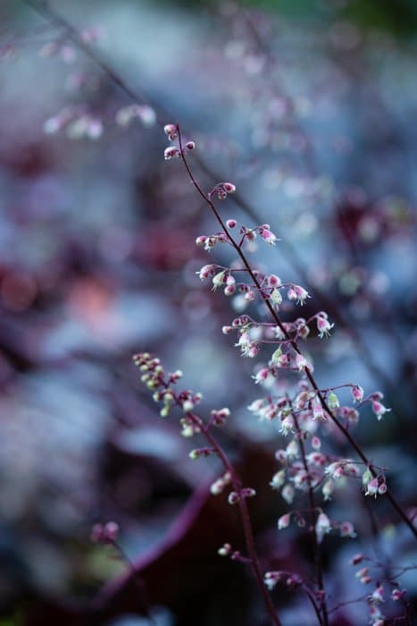Foto de una rama con flores en violeta