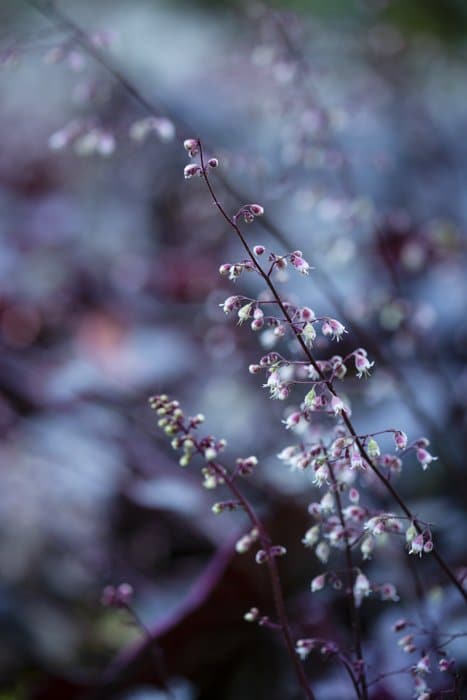 Foto de una rama con flores en violeta