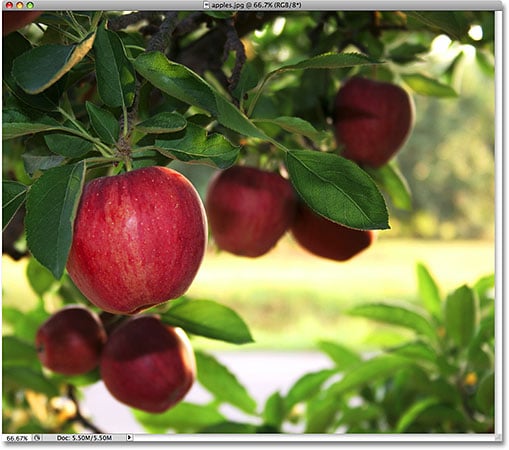 Una foto de manzanas.  Imagen con licencia de iStockphoto por Photoshop Essentials.com