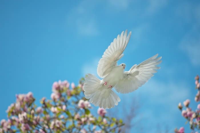 Una paloma blanca en vuelo - estilos de fotografía de stock