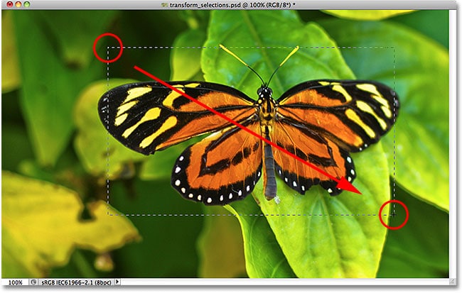 Dibujando una selección rectangular alrededor de la mariposa.