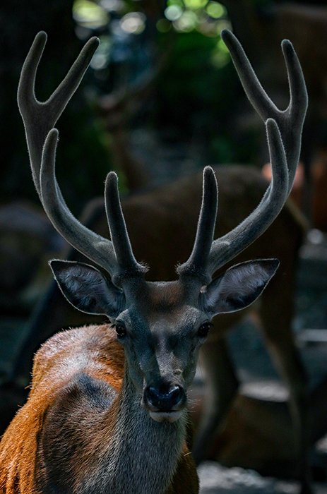 Retrato de vida silvestre de un ciervo que demuestra simetría en la fotografía de la naturaleza