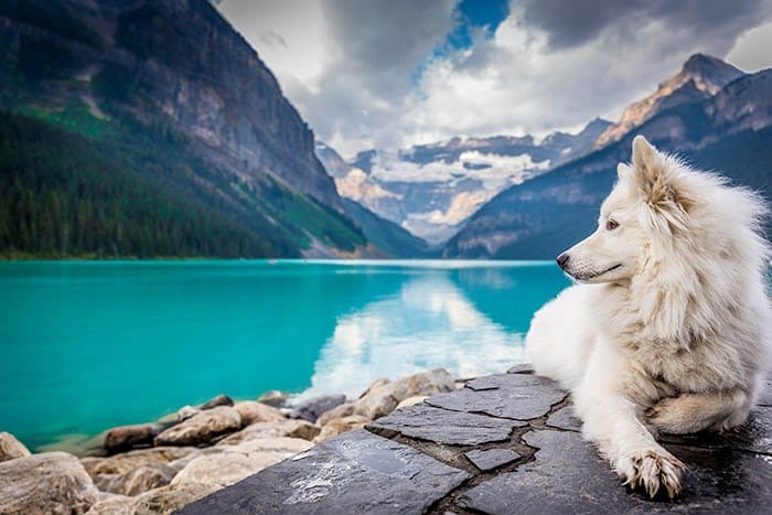imagen de perro samoyedo con hermoso paisaje detrás de él