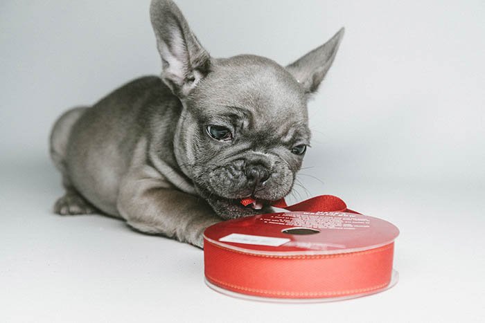 Cachorro de bulldog francés gris jugando con cintas rojas