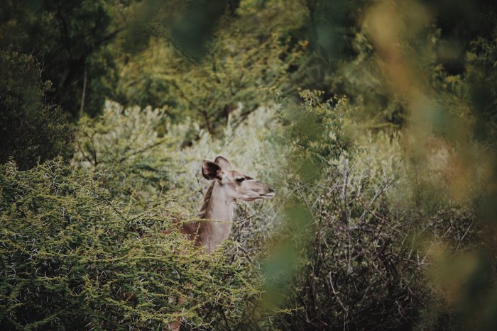 Una foto de la vida silvestre de un ciervo entre el follaje tomada con un súper teleobjetivo