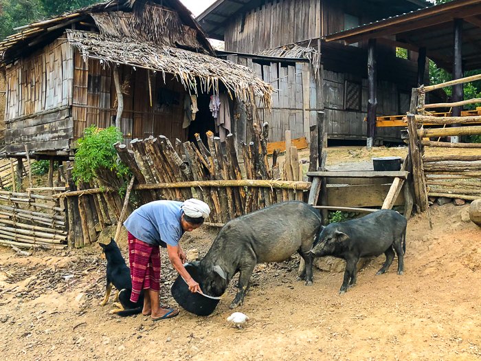 Una imagen de viaje de una mujer alimentando cerdos