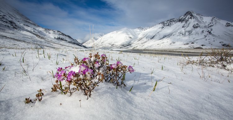 Flores rosadas que crecen en un prado cubierto de nieve rodeado de montañas