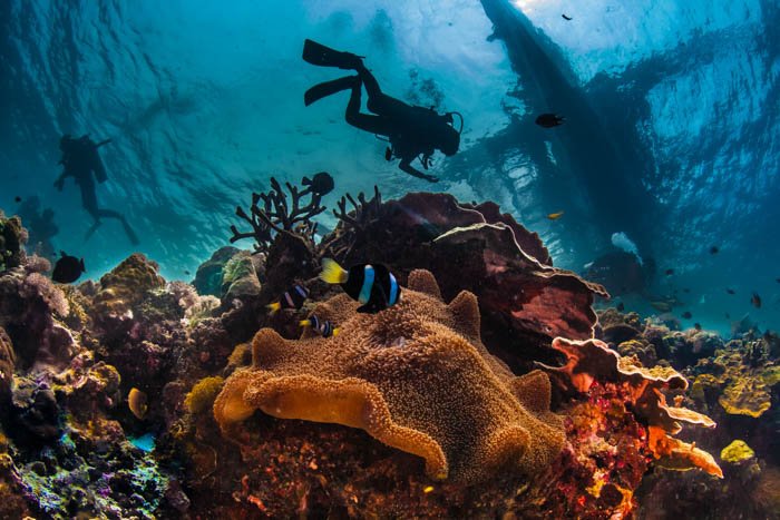 Fotografía submarina de un buzo en las profundidades del mar rodeado de criaturas mágicas.