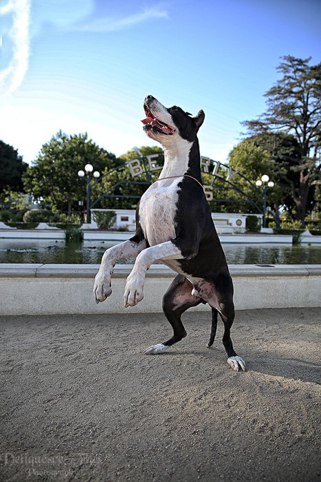 Juguetón retrato de mascota de un perro blanco y negro de pie
