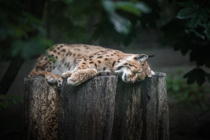 gato salvaje durmiendo en un zoológico