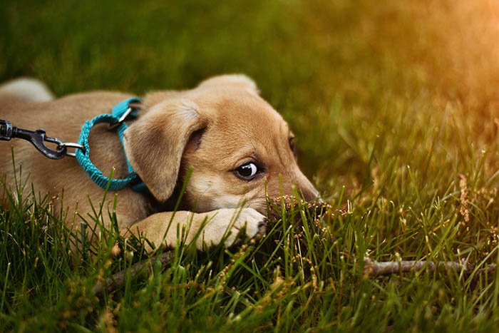 Cachorro de color marrón claro con correa azul acostado sobre el césped