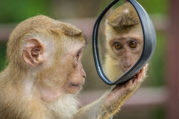 foto de un mono sosteniendo un espejo