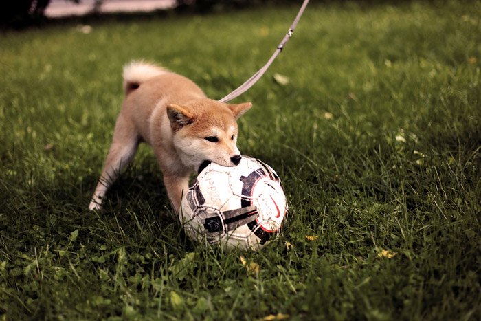 Lindo retrato de un perro pequeño jugando con una pelota de fútbol