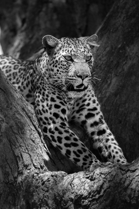 Un retrato en blanco y negro de un leopardo relajándose en un árbol