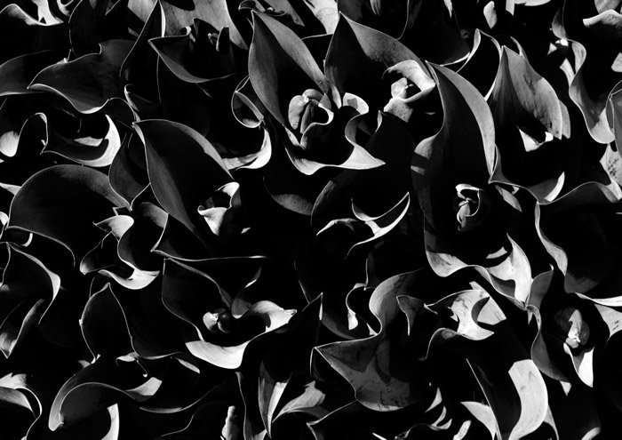 Una fotografía de flores en blanco y negro., Combinando luz y sombra para la fotografía abstracta.