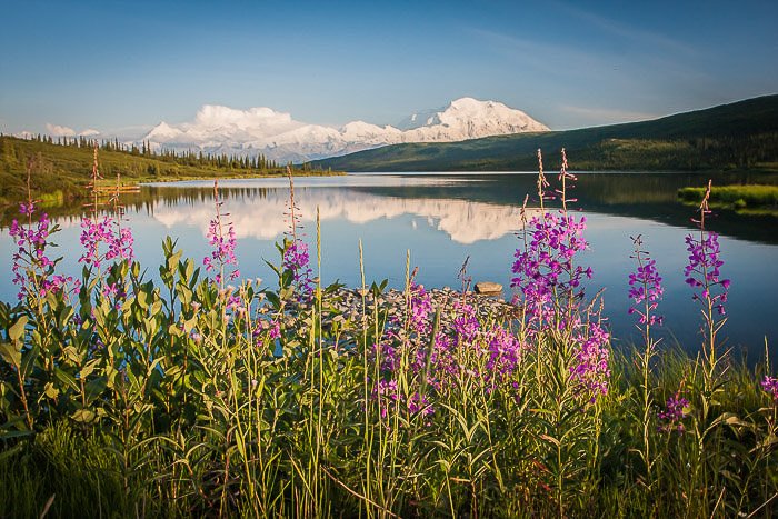 Mt McKinley con flores vibrantes en primer plano con un lago con superficie de espejo.