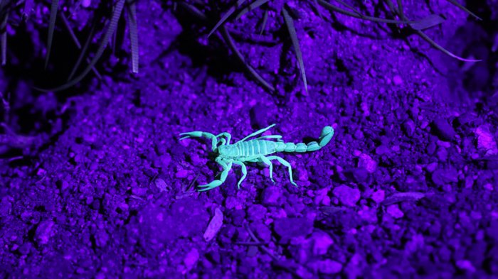 Fotografía UV de un escorpión en color verde azulado contra el fondo púrpura