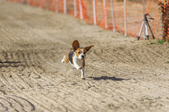 Foto de un cachorro corriendo por un camino de tierra